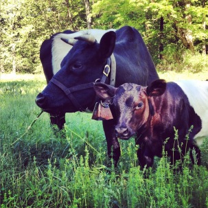 Photo Credit: Dutch Belted Cattle Association of America